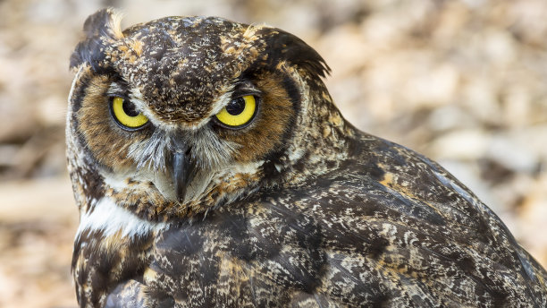 strix