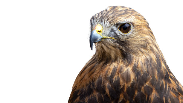 falcon