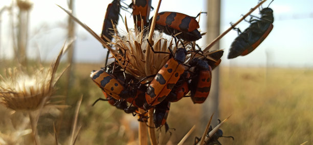 swarm