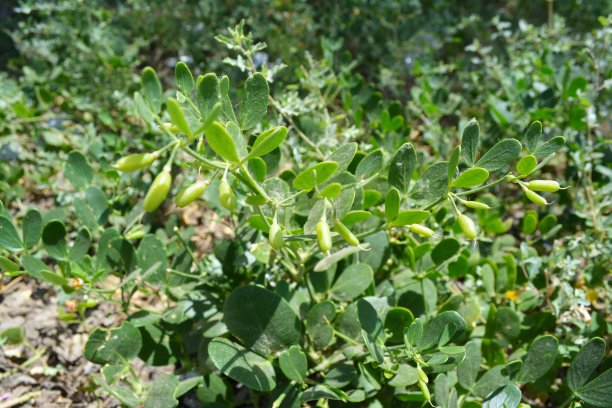 legume
