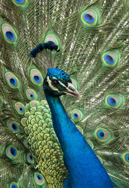 peacock