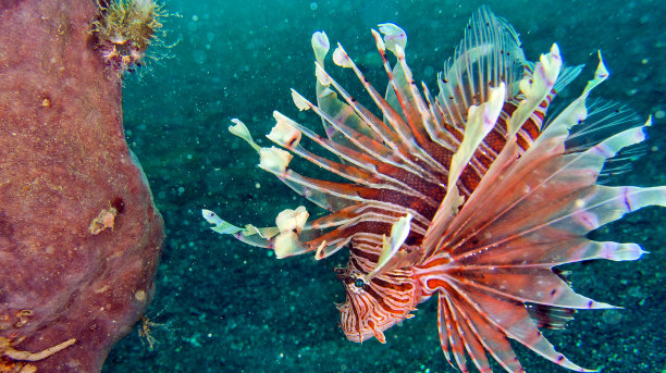lionfish