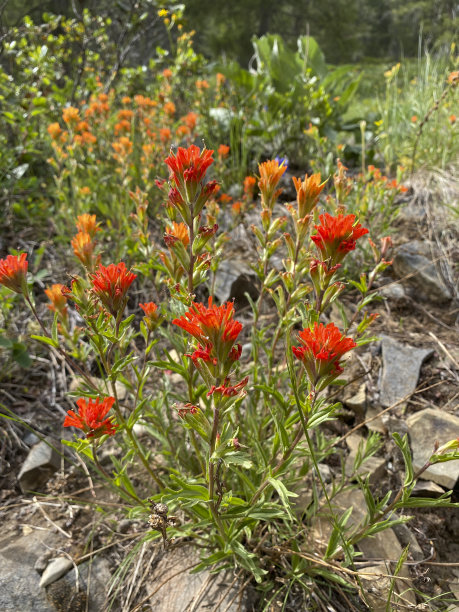 hawkweed