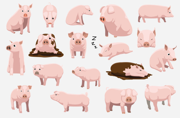 pig