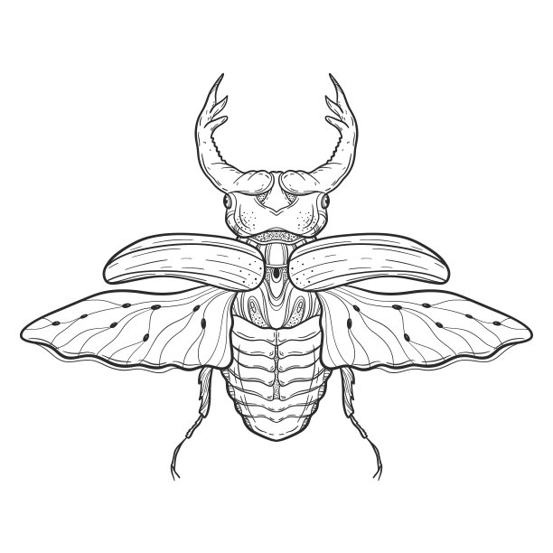 beetles