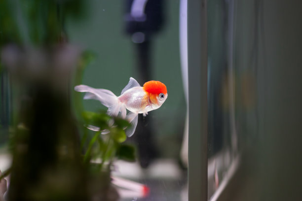 carassius