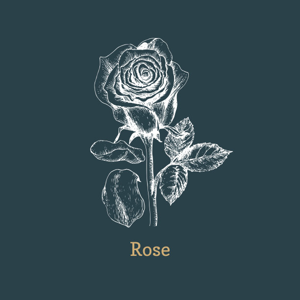玫瑰面膜海报