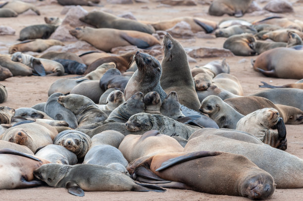 colony