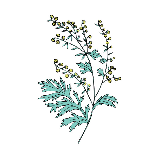 mugwort