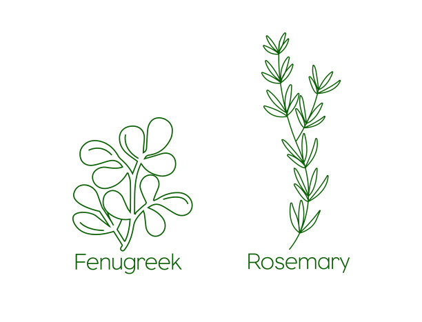 植物学,叶子,植物