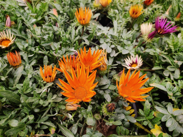 gazania