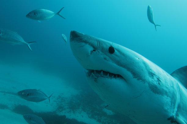 shark