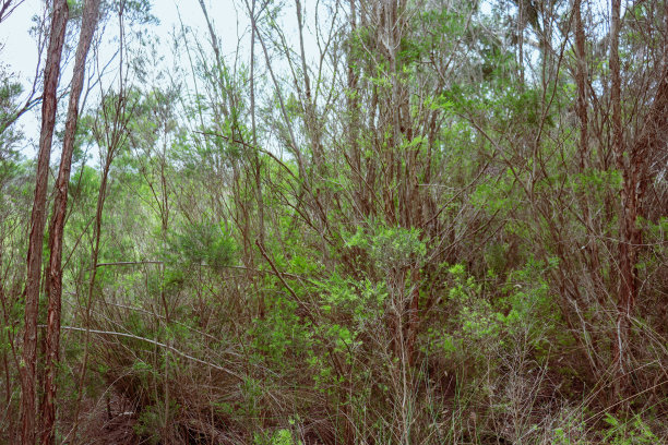 bushveld