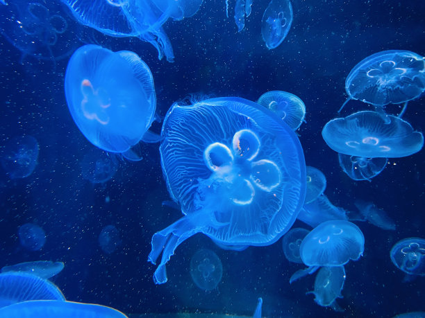 水母游动海洋生物