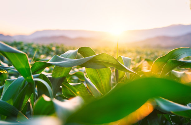 agricultural