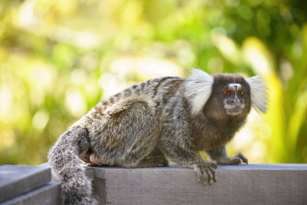 marmoset