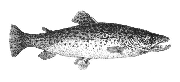 salvelinus