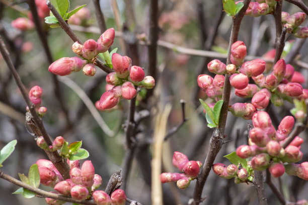 chaenomeles