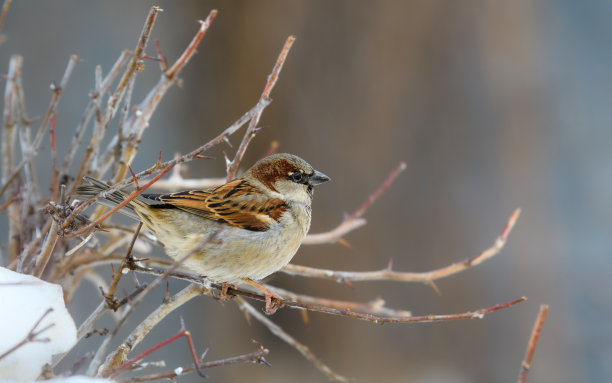 sparrow