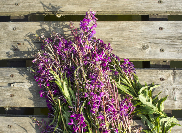 epilobium