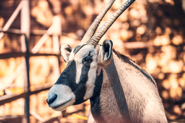 gemsbok