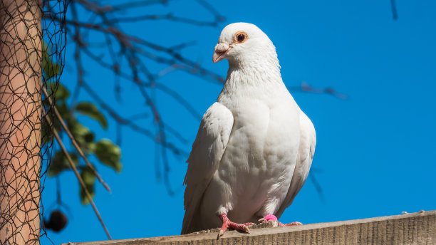 pigeon