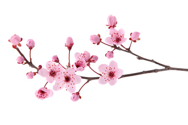 花簇,花蕾,枝
