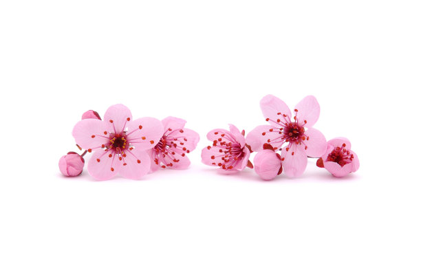 花簇,花,花蕾