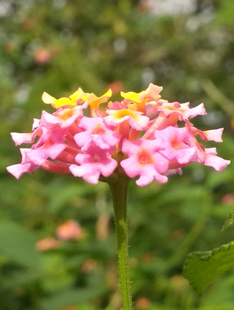 lantana