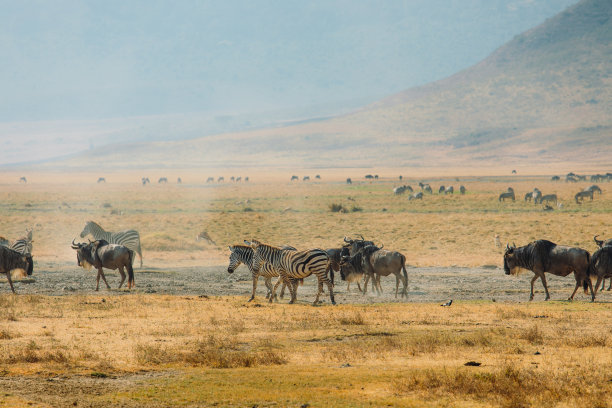 ngorongoro