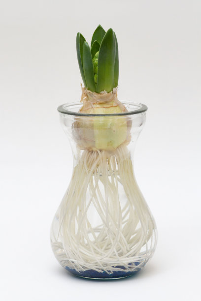 hyacinth