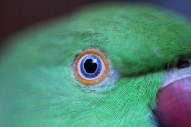 eclectus