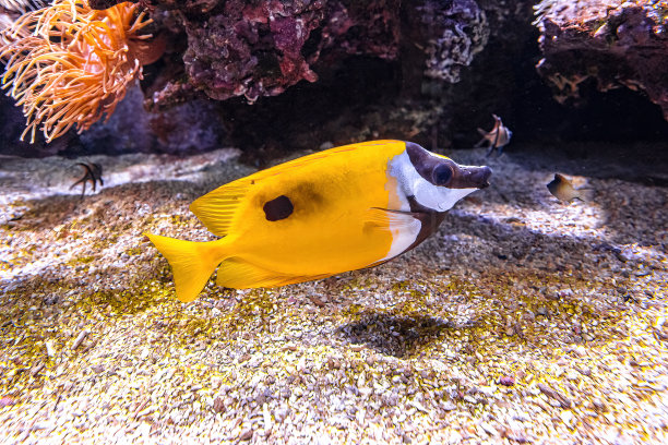 rabbitfish