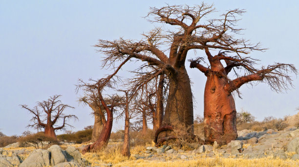 baobab