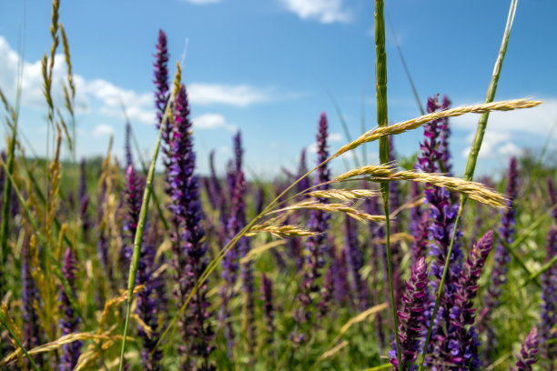 salvia