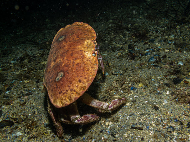 crustacean