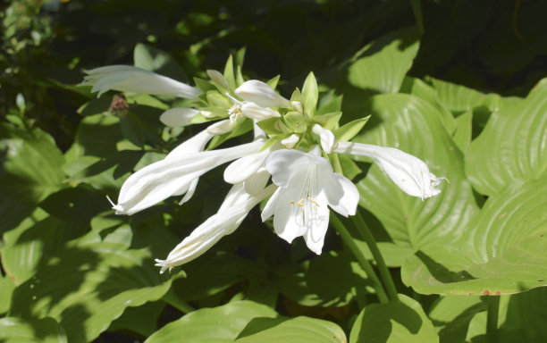 hosta