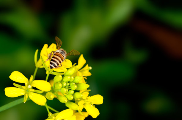 pollination
