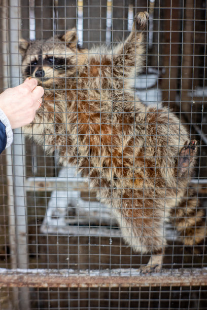 captivity