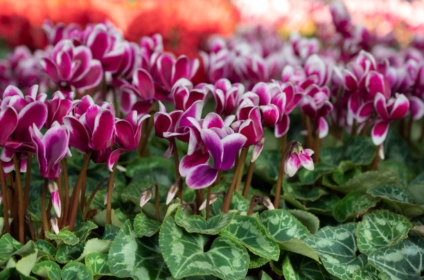 cyclamen