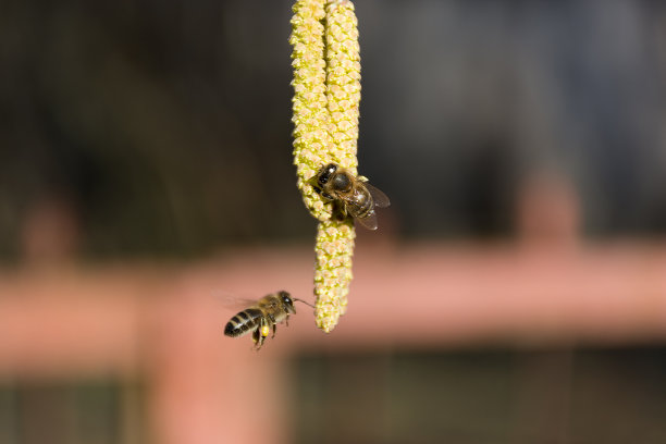 pollination