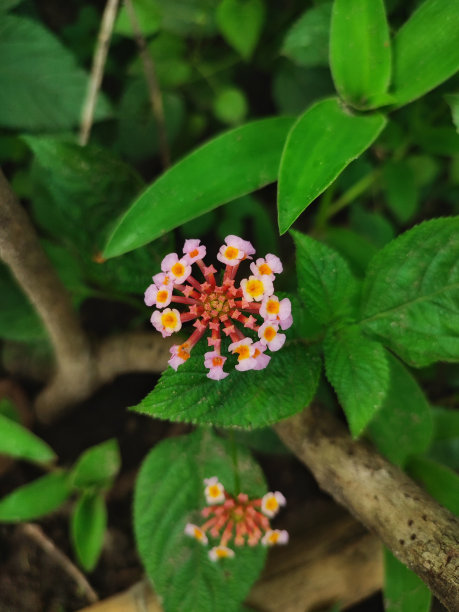 lantana