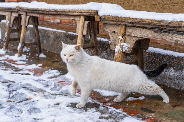 stray