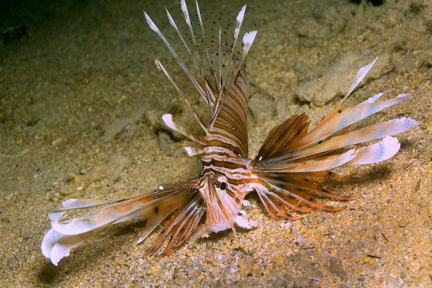 lionfish