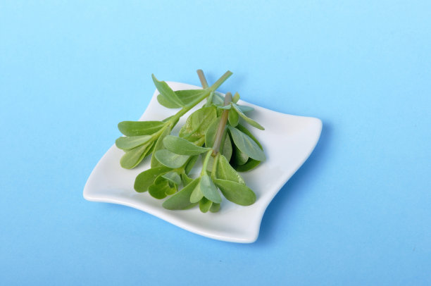 大花马齿苋