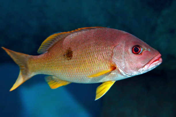 snapper
