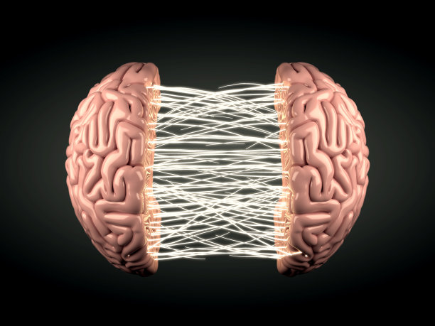 cerebrum