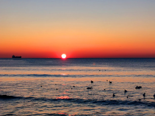 飞鸟蓝色大海壁纸