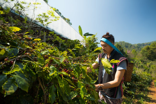 采摘咖啡豆