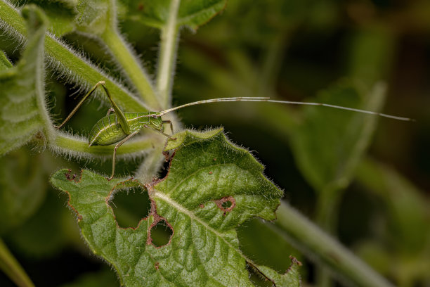 katydid